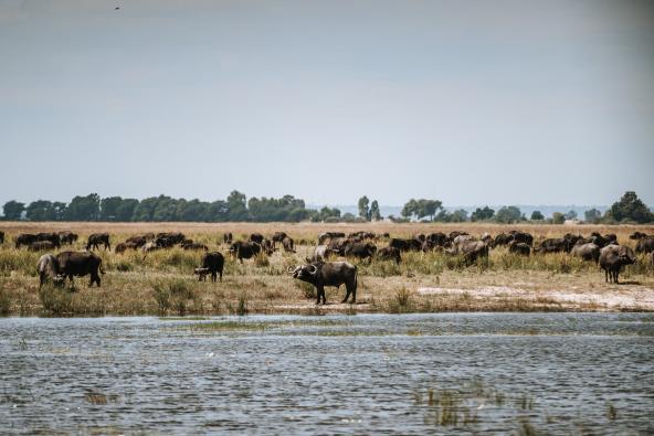 Chobe Nationalpark