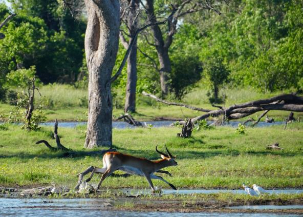 Lechwe Maxa Lagoon