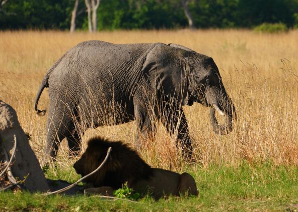 Elefant und Löwe Kanana