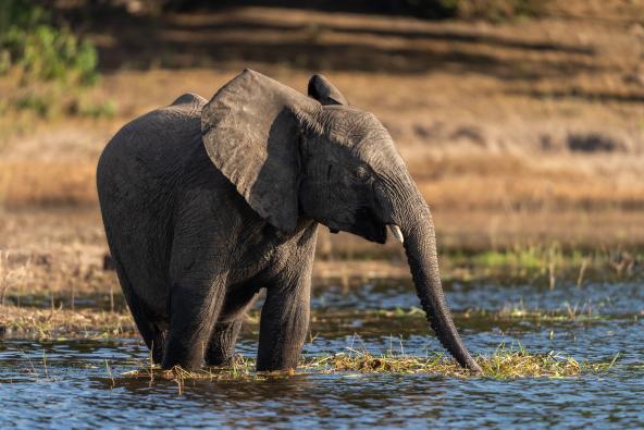 Elefant am Chobe