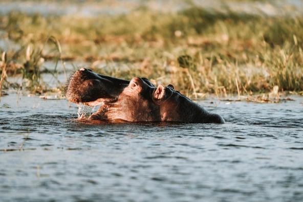 Flusspferd im Chobe NP