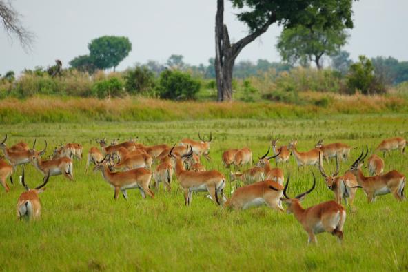 Kanana - Lechwe