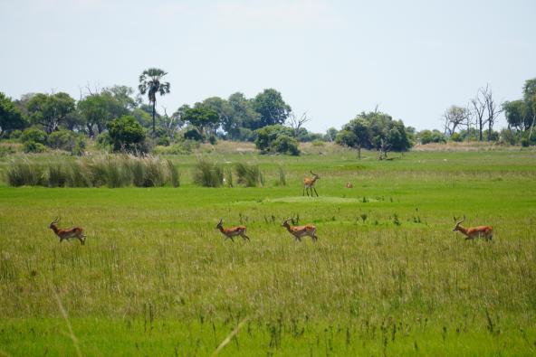 Kanana - Lechwe