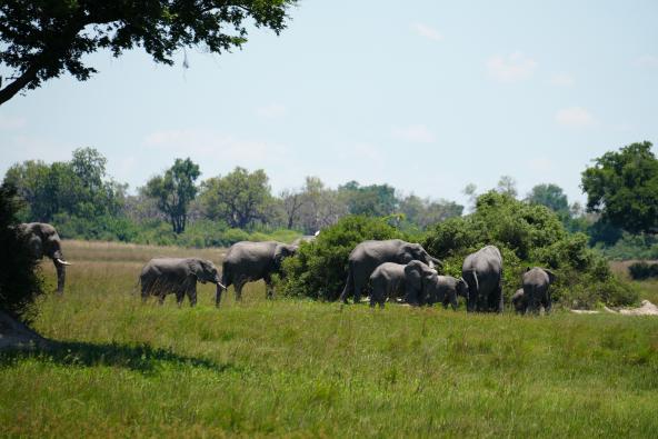 Maxa - Elefanten beim Mittagessen