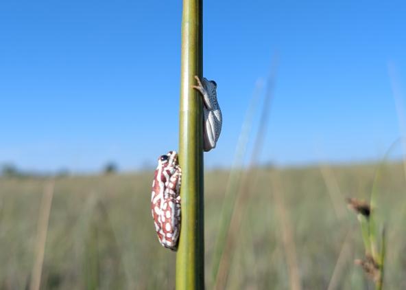 Maxa - Frösche im Delta