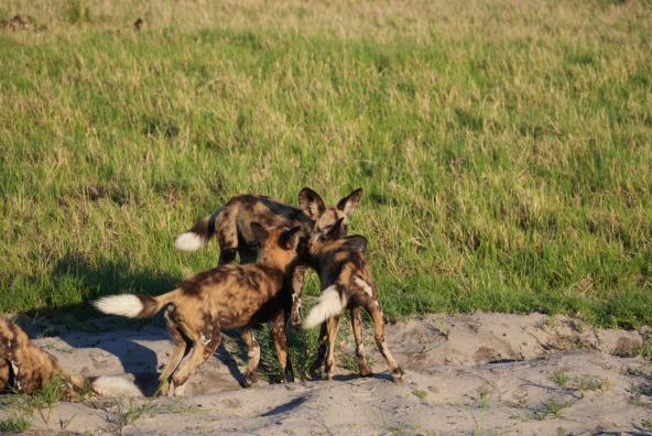Maxa - Wildhunde spielen