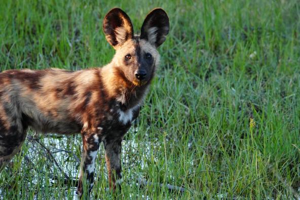 Maxa - Wildhund im Wasser