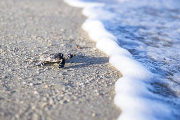 Schildkröte am Strand