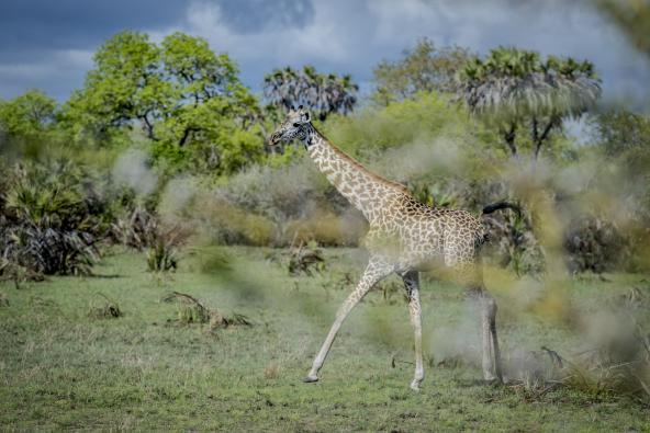 Auf Safari in Saadani