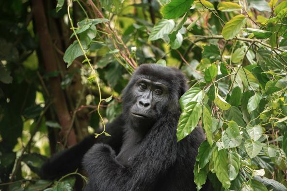 Berggorilla Uganda