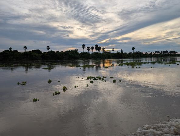 Nyerere Fluss Palmen der Klaffschnäbel Tansania