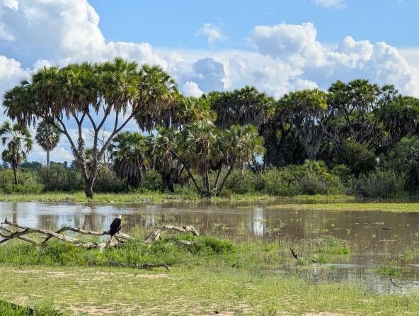 Fischadler im Nyerere Nationalpark Tansania