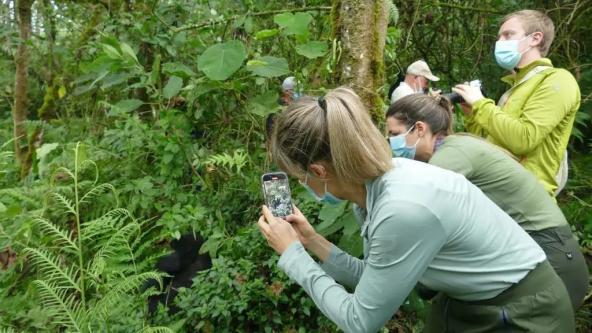 Bei der Gorilla-Familie