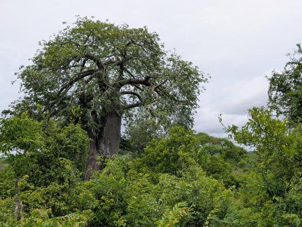 Affenbrotbaum im Ruaha Nationalpark Tansania