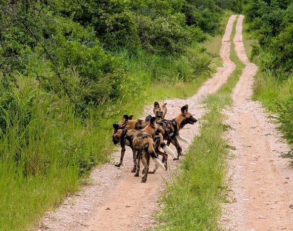Afrikanische Wildhund im Ruaha Nationalpark Tansania