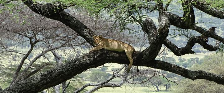 Tansania Auf Safari Löwe im Baum Ostafrika Inforeise Afrika Tanganyika Expeditions