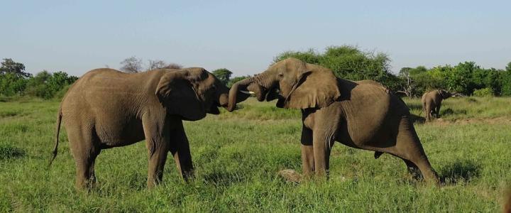 Botswana Mashatu Tuli Block Südliches Afrika Safari Elefanten