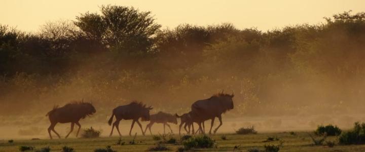 Gnus bei Sonnenuntergang Etosha Namibia Safari