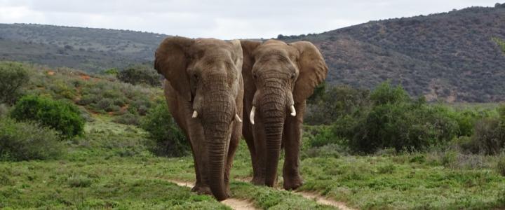 Südafrika malariafrei Elefanten Amakhala Private Game Reserve