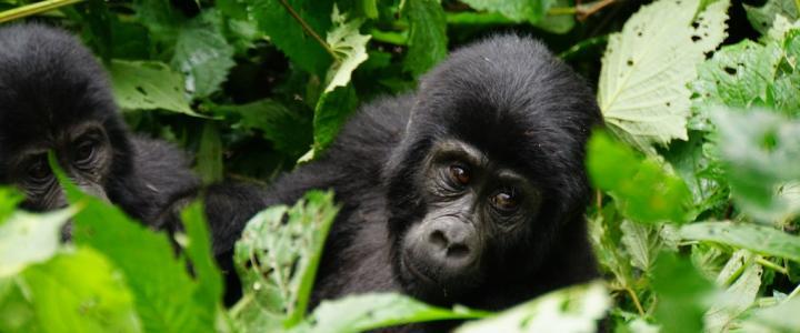 Gorilla Tierbaby Uganda Ostafrika östliches Afrika entdecken