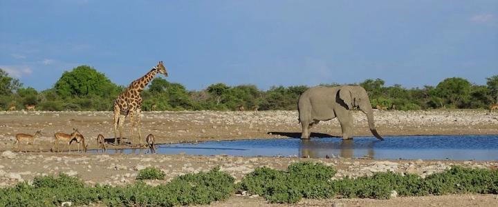 Namibia Corona Etosha Nationalpark Wasserloch südliches Afrika Elefant Giraffe Blog