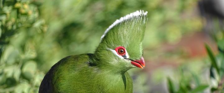 Südafrika Fotosafari Birding Knysna Turaco 