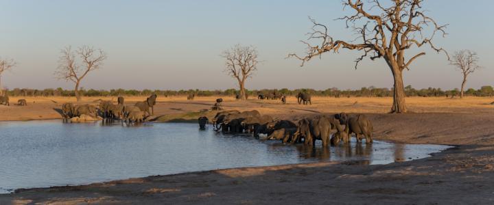 Elefanten am Wasserloch Simbabwe Hwange Nationalpark Safari südliches Afrika