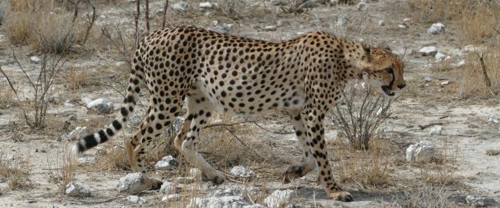 Gepard Namibia Safari Südliches Afrika Etosha Nationalpark