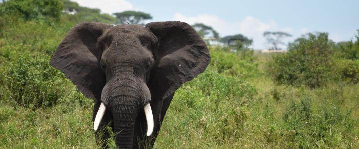 Elefant in der Serengeti 