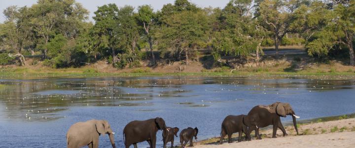 Namibia Bwabwata Nationalpark Kwando Core Area Horseshoe Elefanten