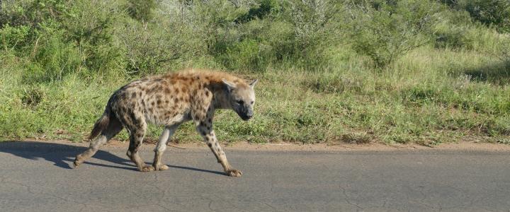 Krüger Nationalpark Südafrika Hyäne Greater Kruger Area Safari Pirschfahrt
