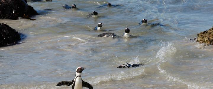 Pinguine Bolders Beach