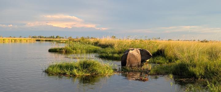 Moremi Flussfahrt Elefant