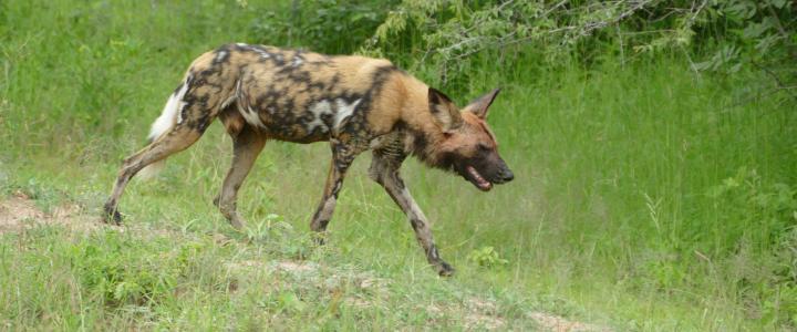 Wildhund im Ruaha Nationalpark in Tansania 
