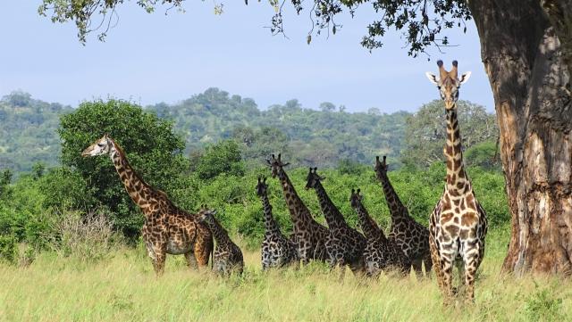 Tansania Flugsafari Tarangire Giraffen