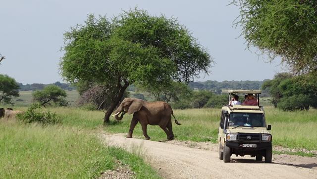 Östliches Afrika Tansania Elefant Tarangire Safari