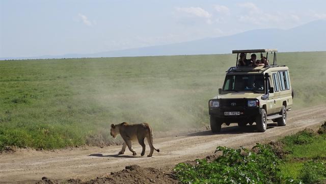 Tansania Serengeti östliches Afrika Löwe Pirschfahrt