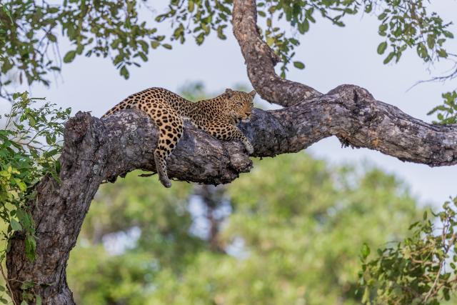 Leopard Sambia Südliches Afrika