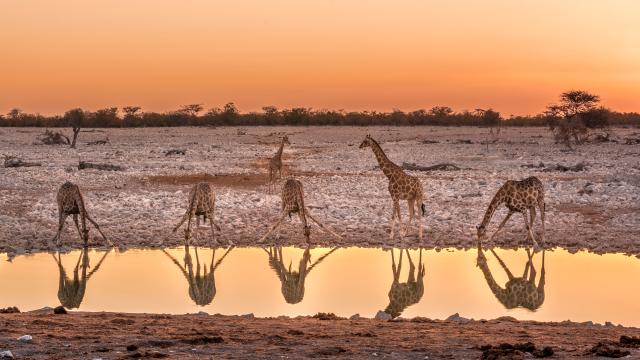 Südliches Afrika Namibia Etosha Giraffen Wasserloch