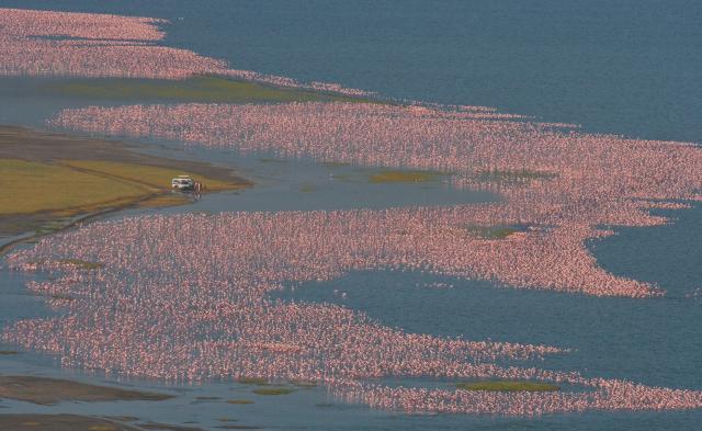 Ostafrika Flamingos Kenia 