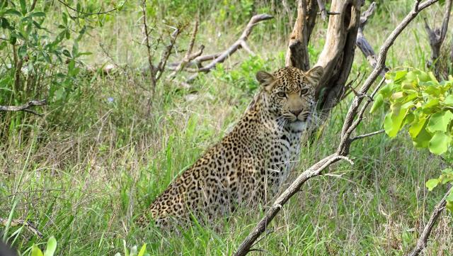 Südafrika Regenbogennation Leopard Safari Krüger Nationalpark