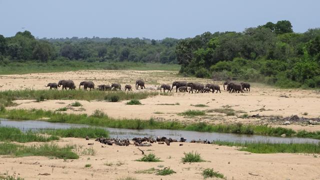 Länderkombinationen Südafrika Krüger Nationalpark Elefantenherde