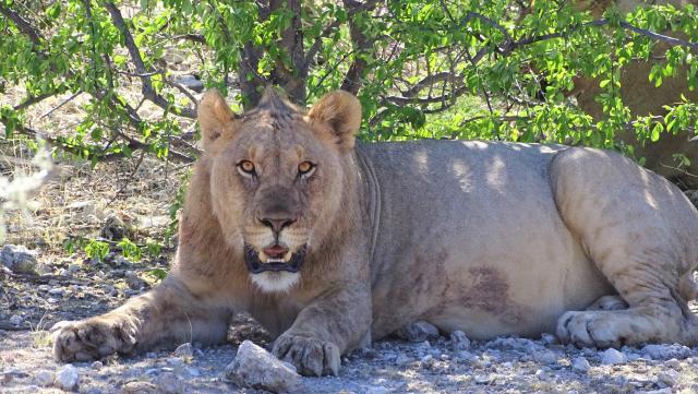 Länderkombinationen Namibia südliches Afrika Löwin Löwe Etosha Nationalpark