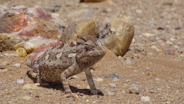 Namibia Ausflüge Wüste Chamäleon Little 5 Dorob Namib