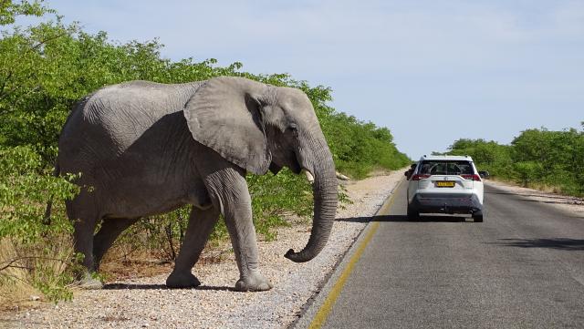 Mietwagen Namibia Etosha Nationalpark Elefant Straße 