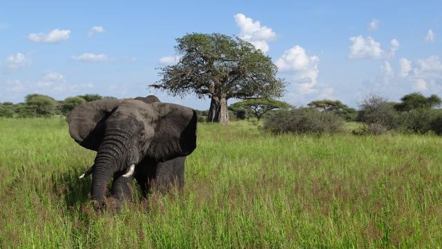 Privatsafaris östliches Afrika Elefant Tarangire Baobab
