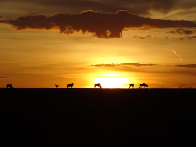 Kenia Sonnenuntergang Masai Mara Gnus Große Tierwanderung