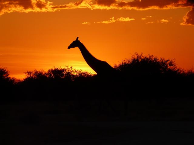 Afrika Länderkombinationen Sonnenuntergang Giraffe Namibia Sundowner