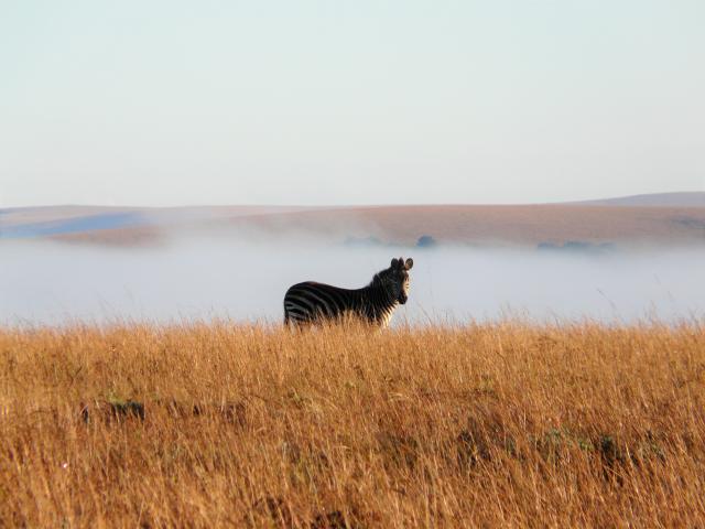 Mietwagenreisen Malawi Zebra Pirschfahrt Safari südliches Afrika