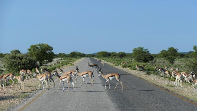 Mietwagenreisen Namibia Etosha Nationalpark Straße Springböcke